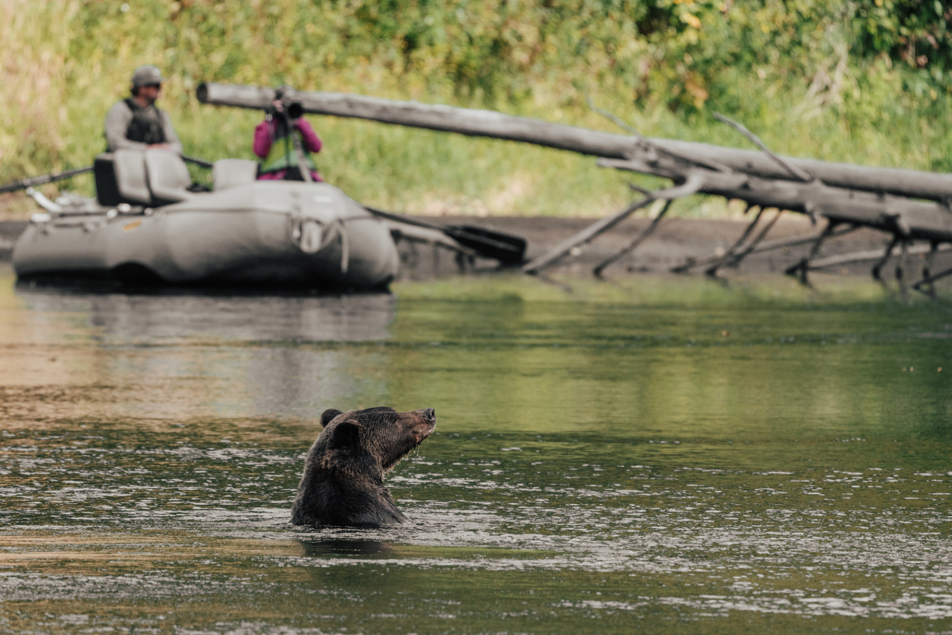 Canada BC Tweedsmuir Park Lodge river drift bear 05664