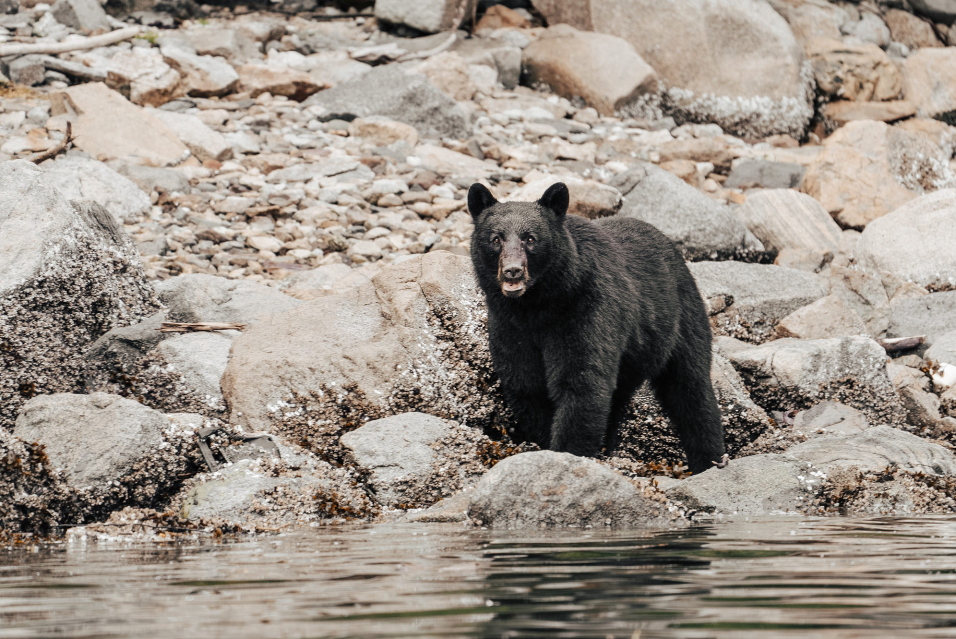 Canada BC Vancouver Island Campbell River homalco tour bear 01999