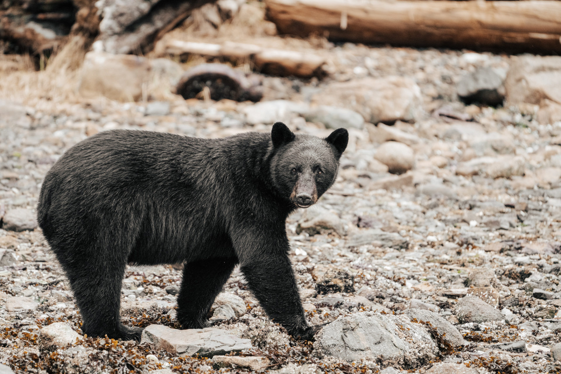 bear watching in Campbell River, things to do in Campbell River
