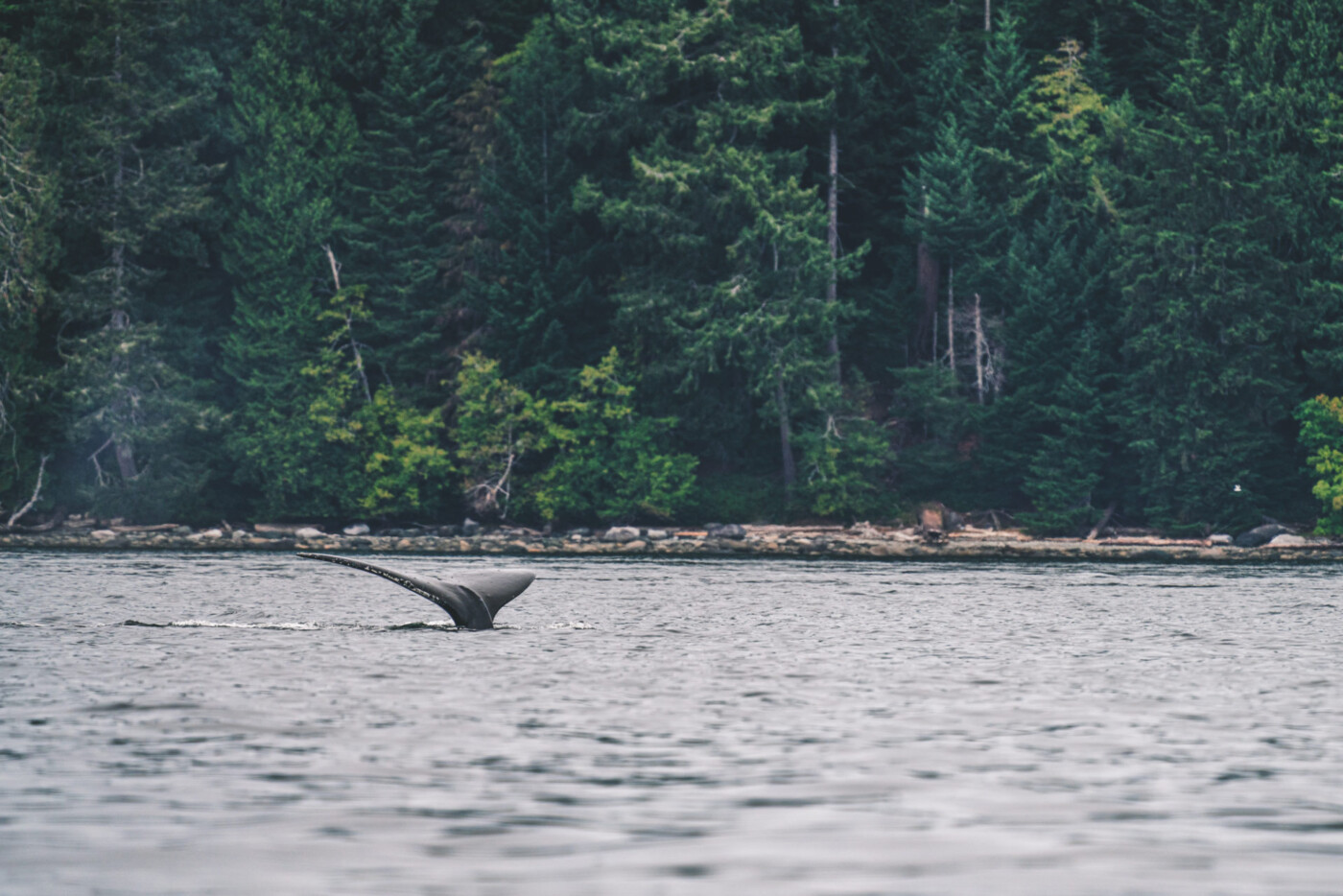 Canada BC Vancouver Island Campbell River whale watching 03020