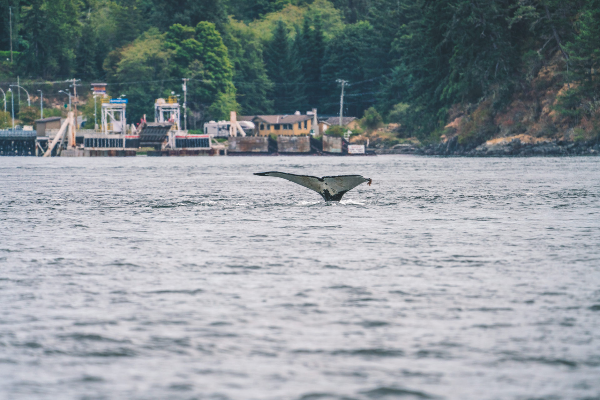 Vancouver Island Attractions - Whale Watching, things to do in Campbell River