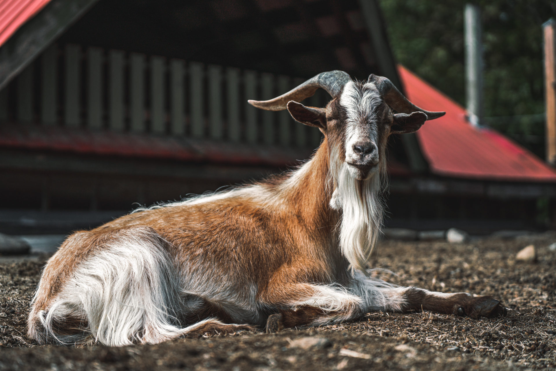 Canada BC Vancouver Island Coombs goat 03296