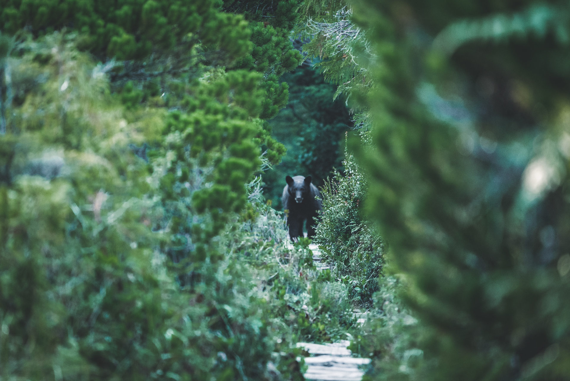 pacific rim national park, things to do in Tofino