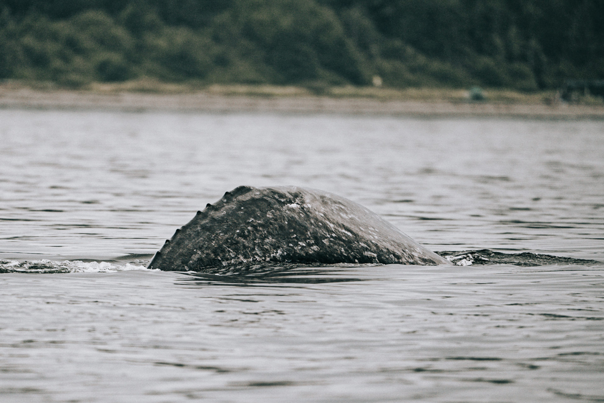 Canada BC Vancouver Island Tofino Remote Passages tour gray whale 02323