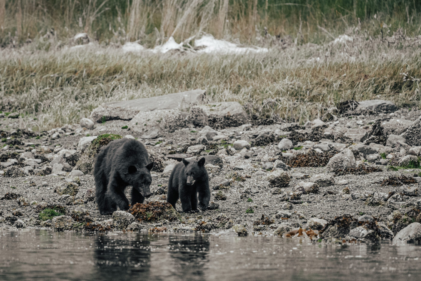 Bear watching in Tofino