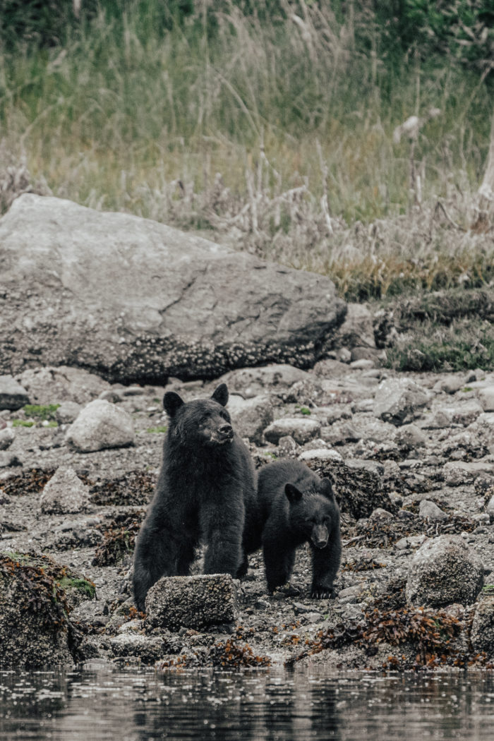 Canada BC Vancouver Island Tofino black bears 03632