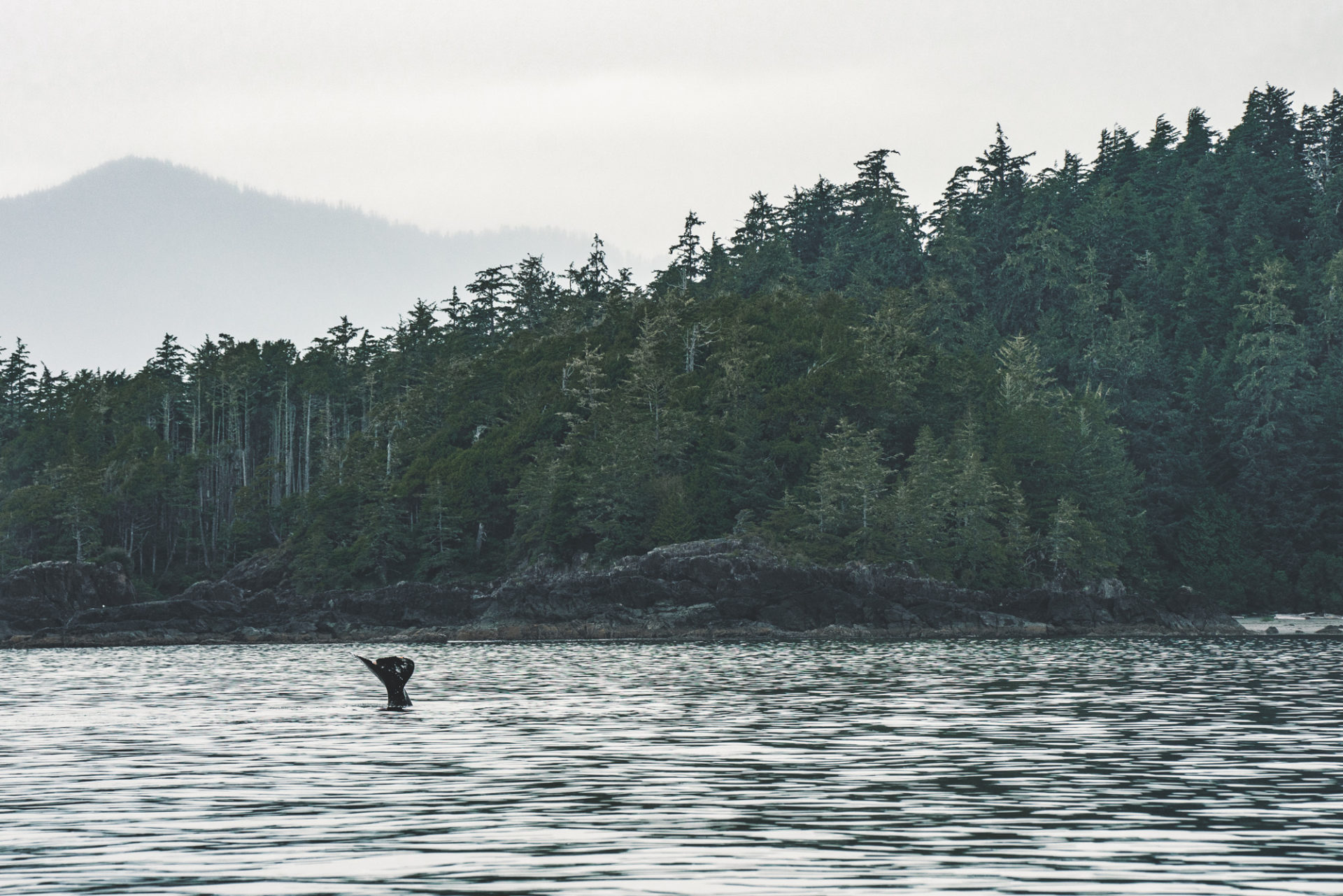 things to do in Tofino