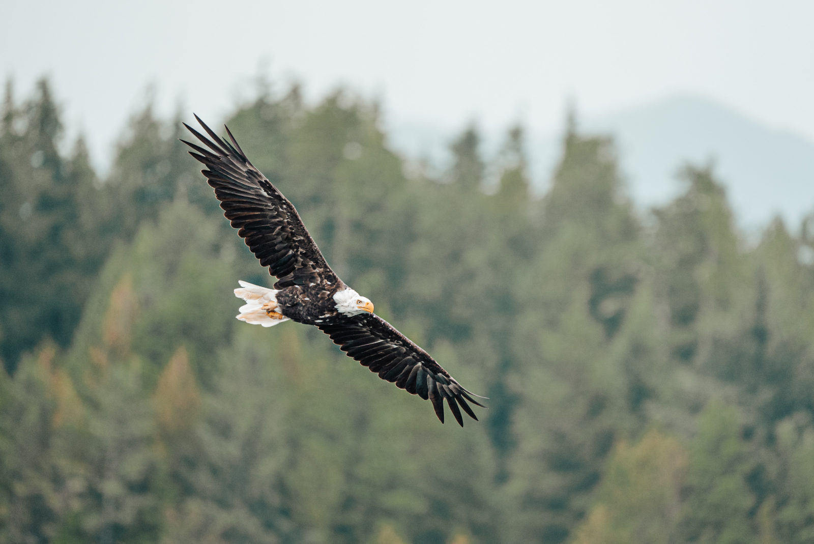 Canada British Columbia Tofino bald Eagle bird 02346
