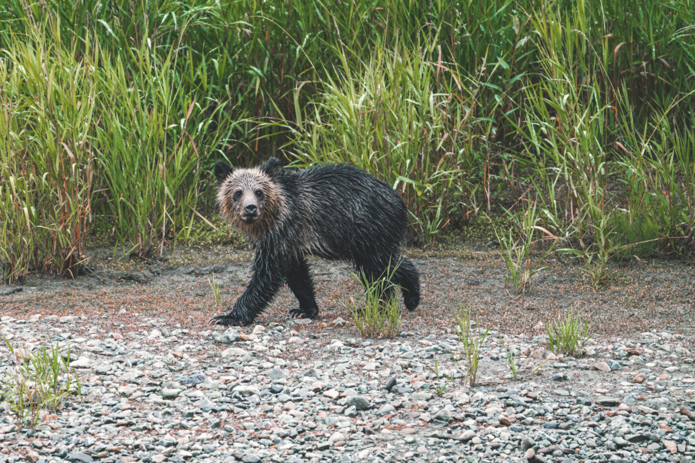 Canada British Columbia Tweedsmuir Park Lodge bear cub 04200