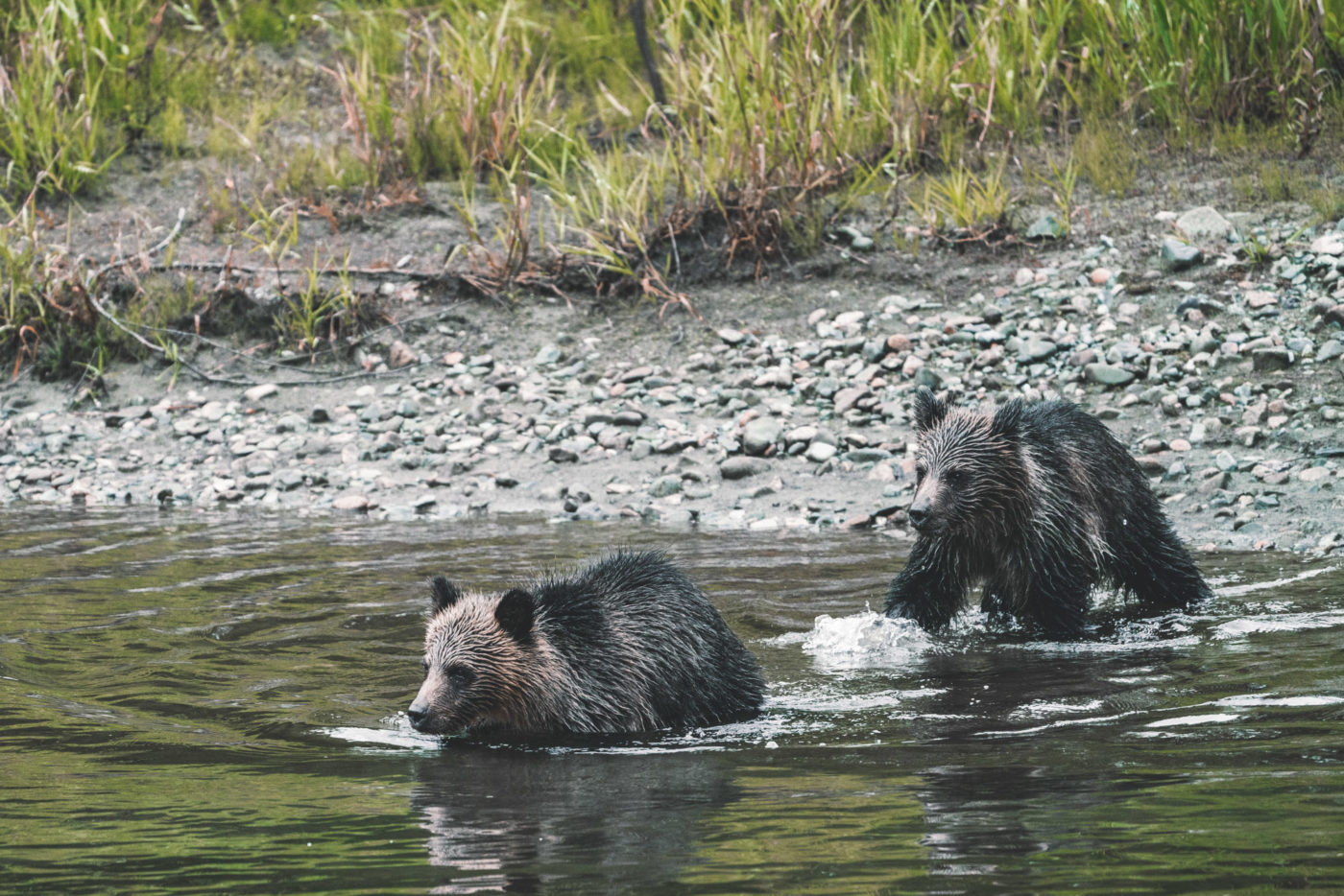 Canada British Columbia Tweedsmuir Park Lodge bear cub 04232