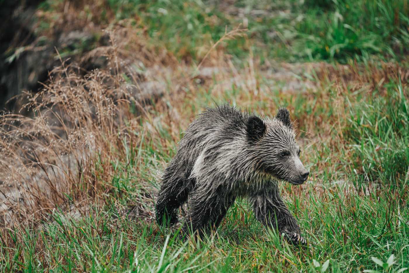 Canada British Columbia Tweedsmuir Park Lodge bear cub 04272