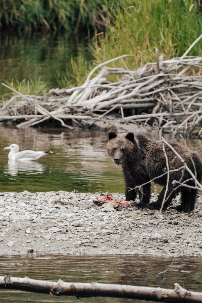 Canada British Columbia Tweedsmuir Park Lodge bear cub 05023