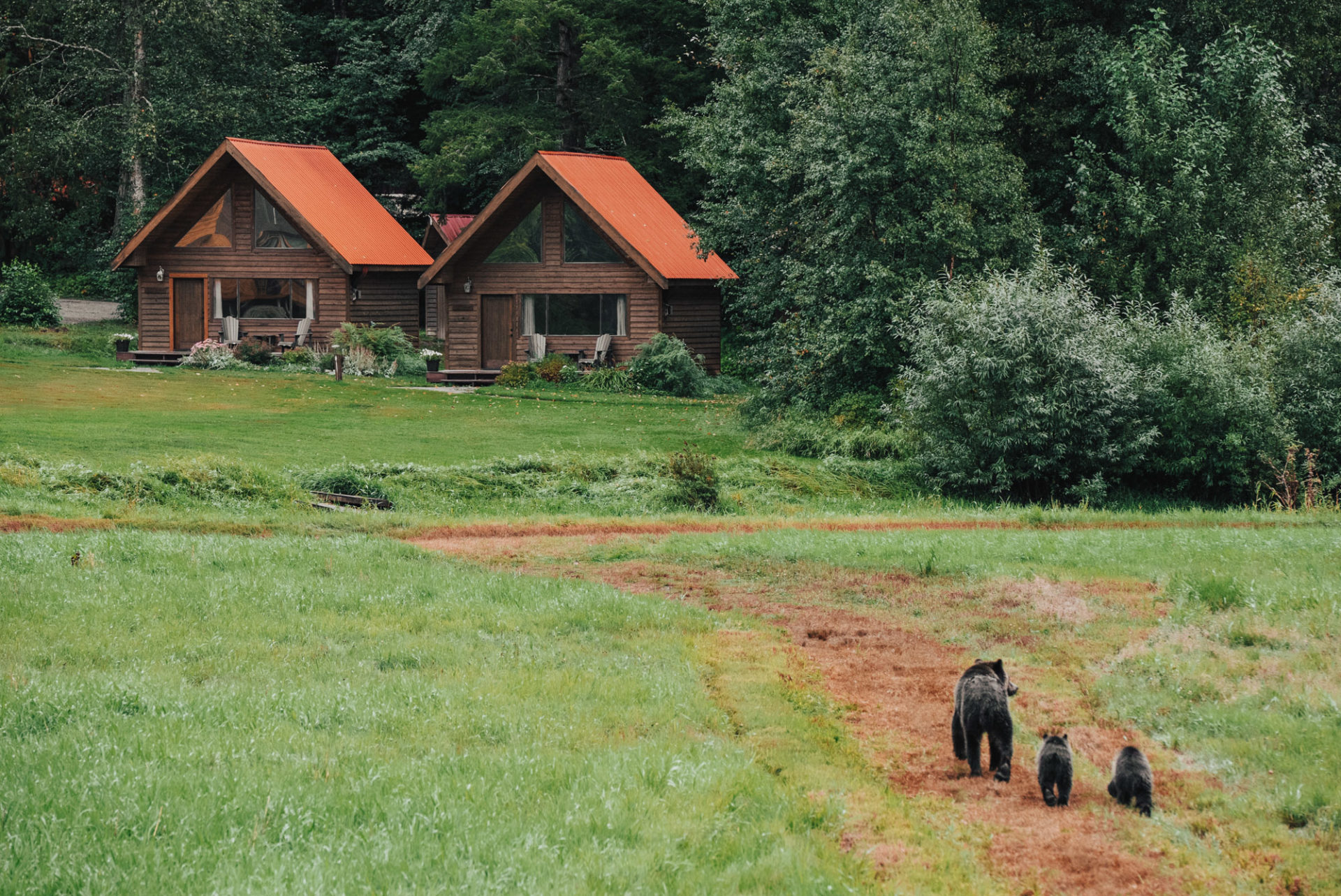 Grizzly bears at the Tweedsmuir Park Lodge