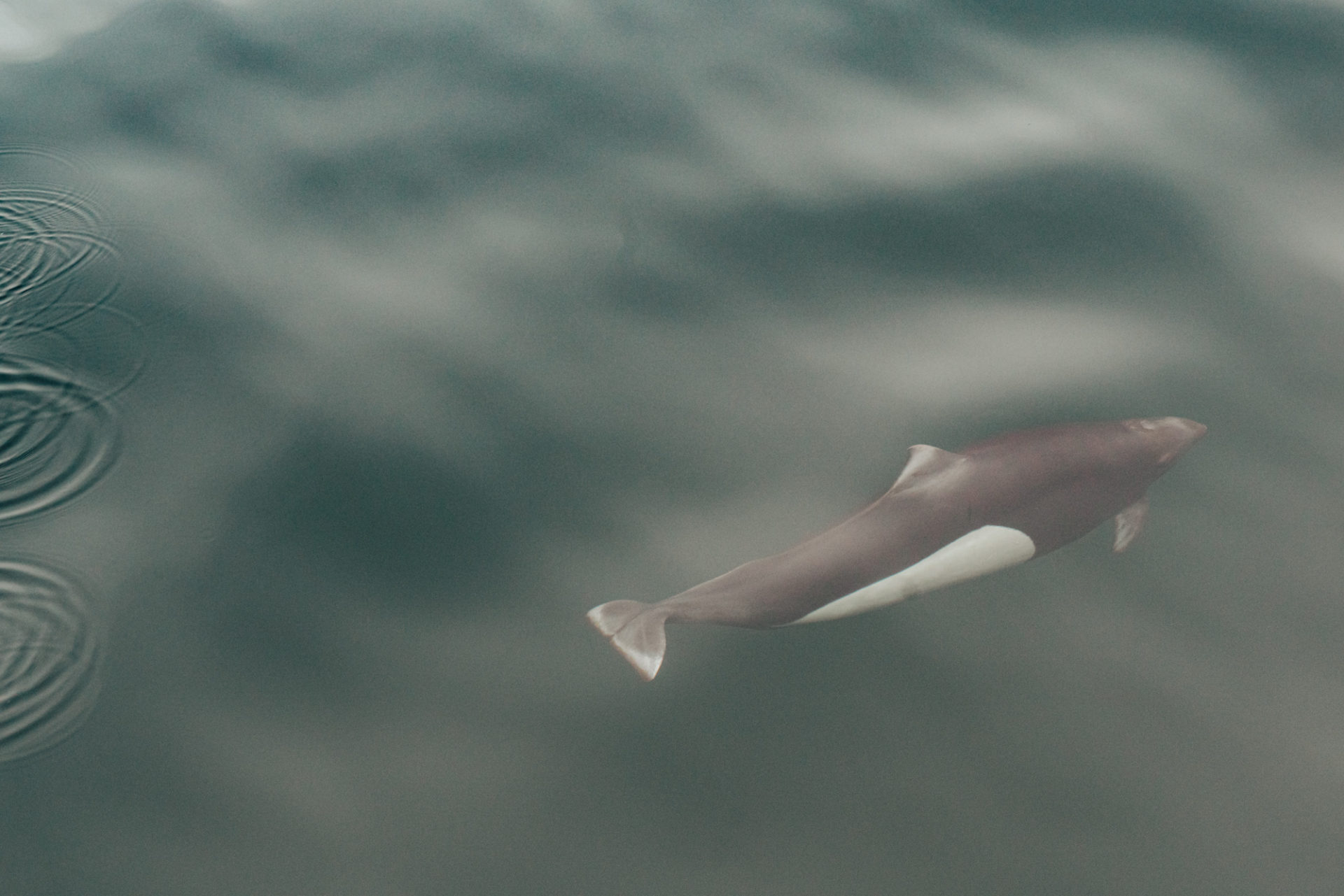 Canada British Columbia Vancouver Island Telegraph Cove dall porpoise dolphin 03738