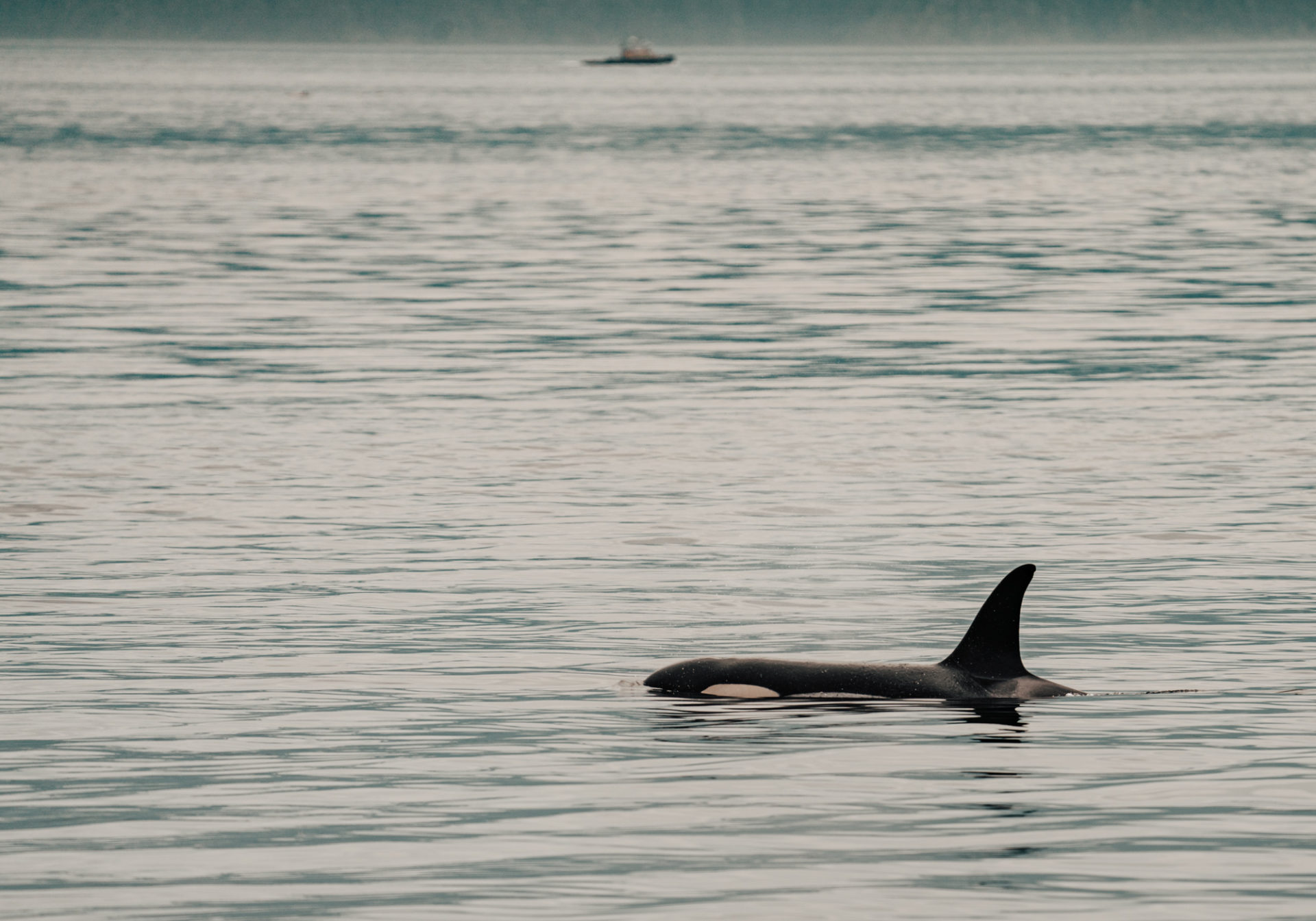 whale watching Telegraph Cove