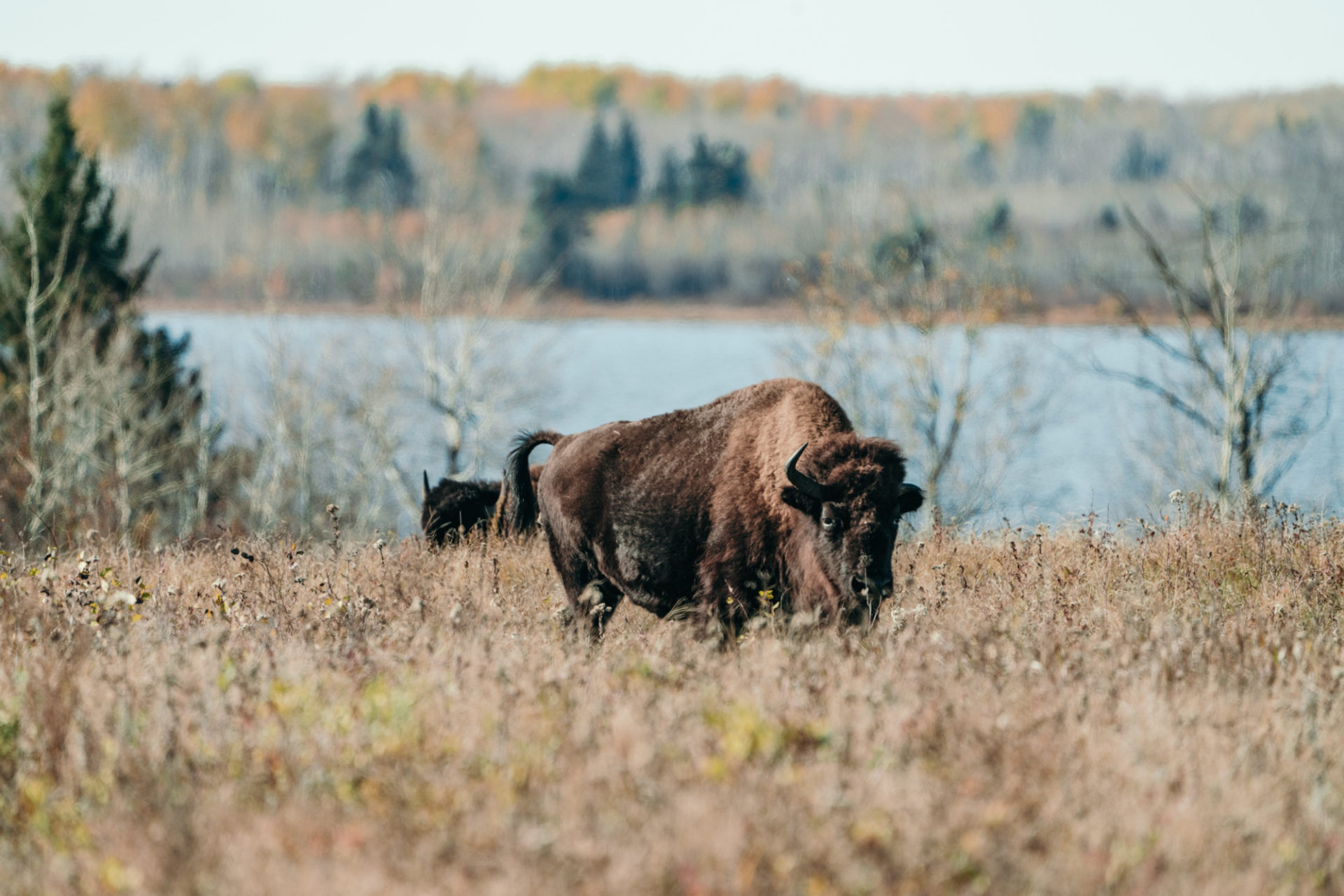 Bison in Lake Audy Bison Enclosure in Riding Mountain National Park