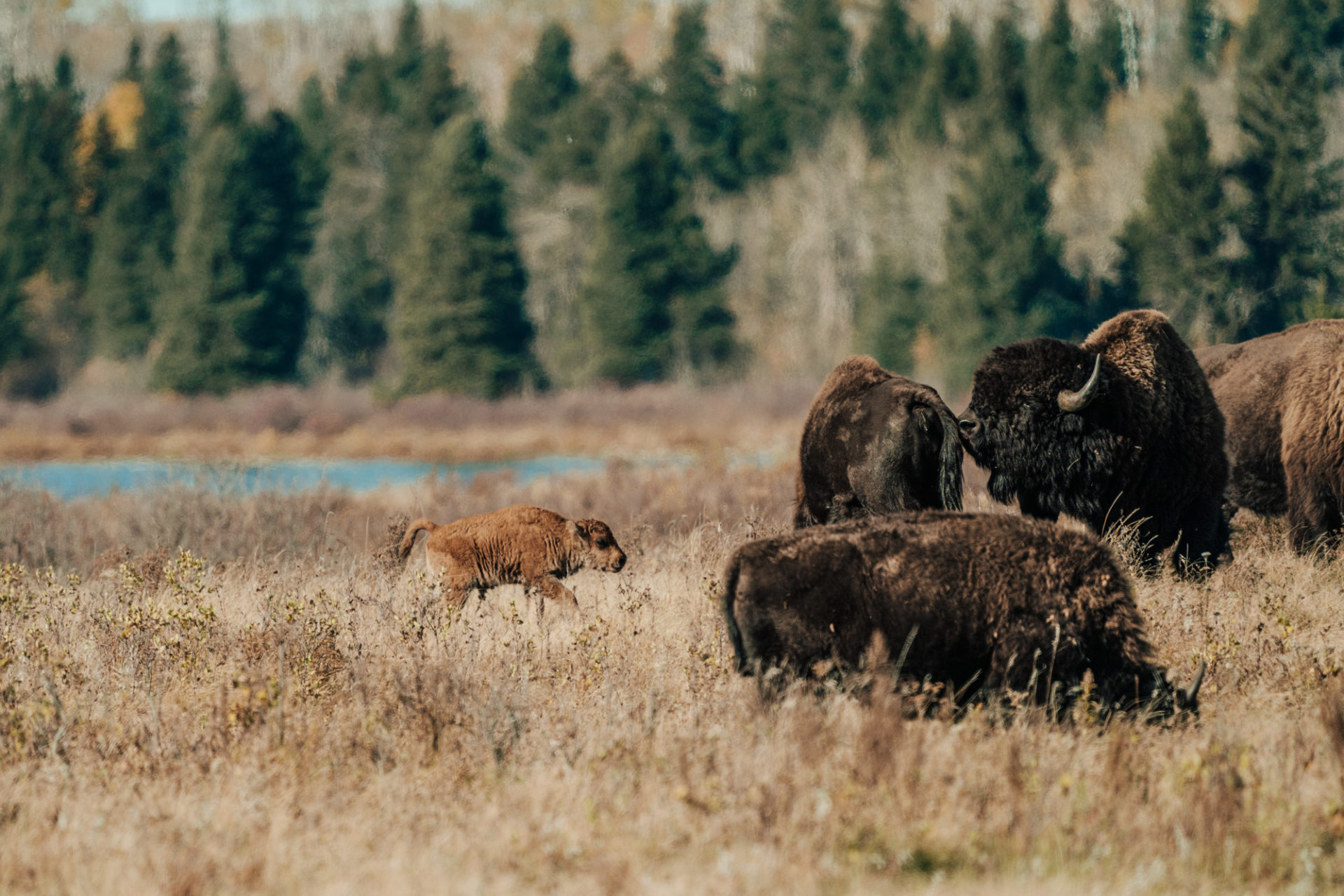 Bison in Lake Audy Bison Enclosure in Riding Mountain National Park