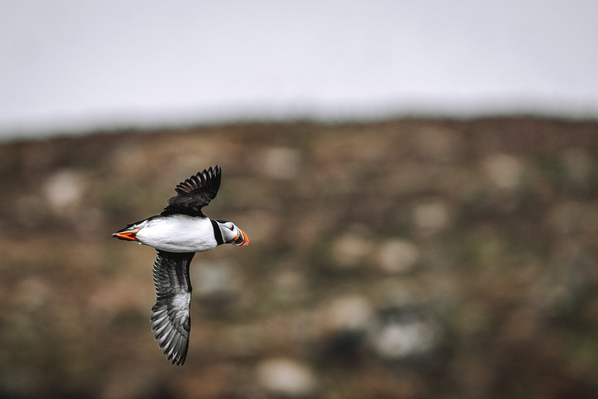 Canada Newfoundland Bonavista Peninsula Elliston puffin 00311