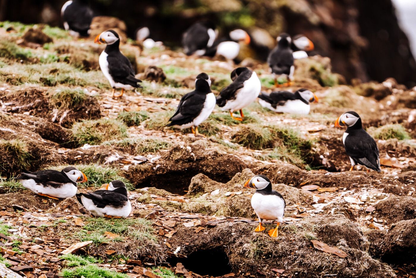 Puffins in Elliston, Bonavista Peninsula