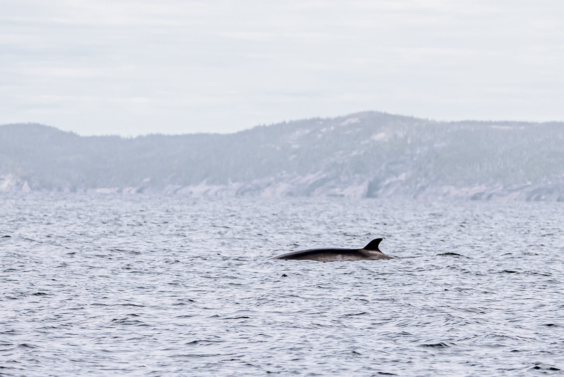 Canada Newfoundland Bonavista Peninsula whale 00082