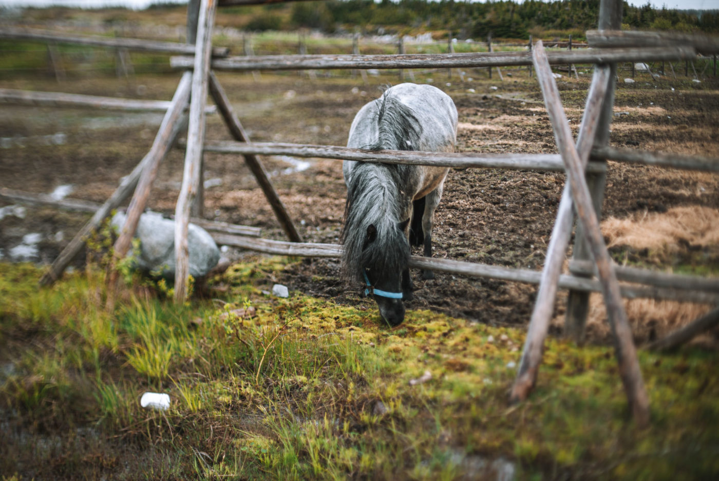 Newfoundland Pony Sanctuary on Change Islands