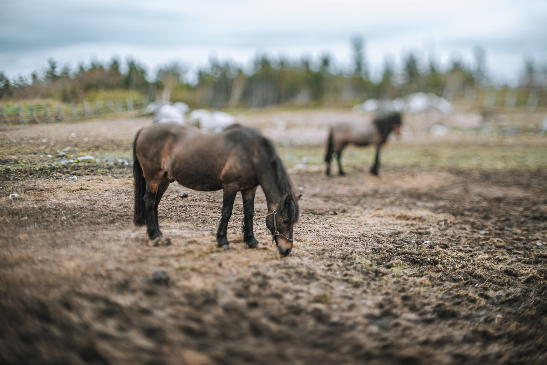 Newfoundland Pony Sanctuary on Change Islands