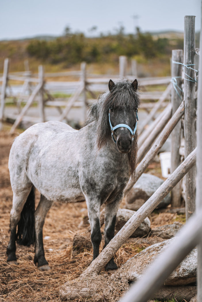 Newfoundland Pony Sanctuary on Change Islands