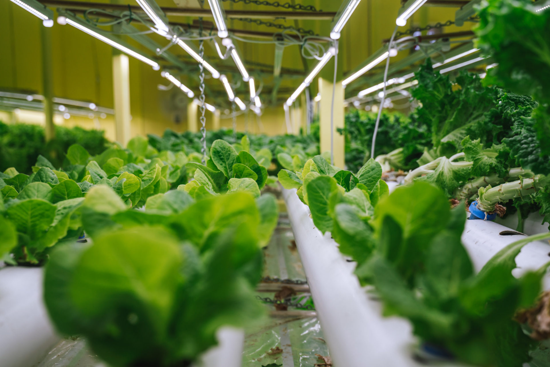 Greens at the Living Water Farms, hydroponic farm on Fogo Island