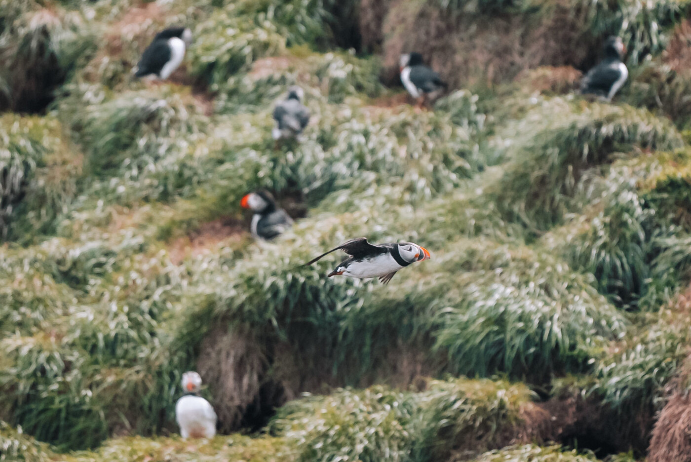 Canada Newfoundland St Johns Gatheralls whale watching puffins 00610