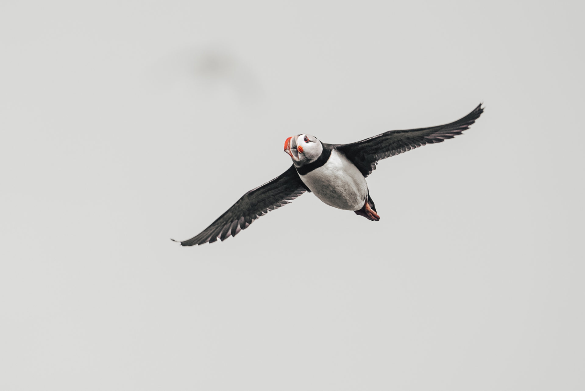 Canada Newfoundland St Johns Gatheralls whale watching puffins 00653