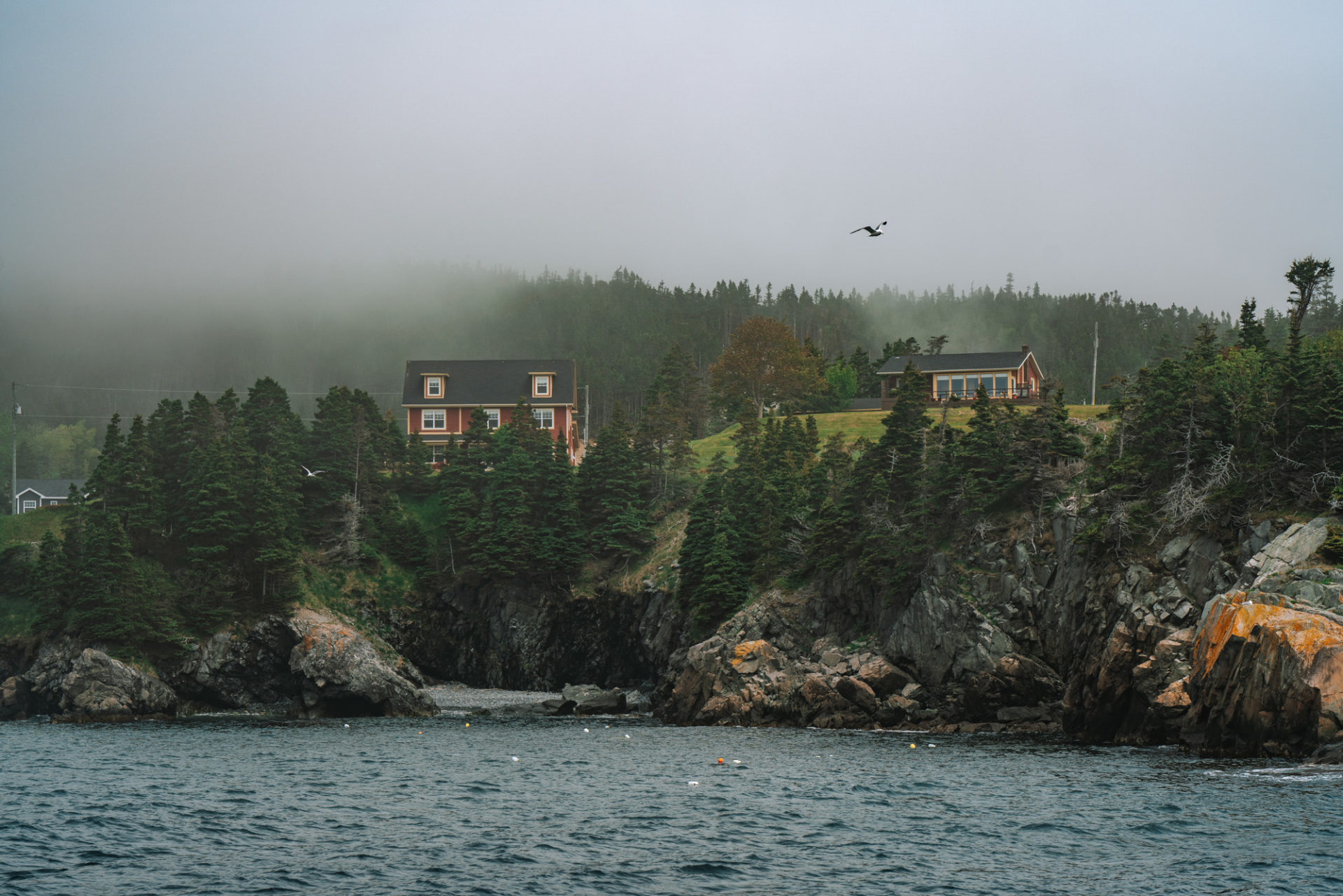 Canada Newfoundland St Johns Witless Bay 02940