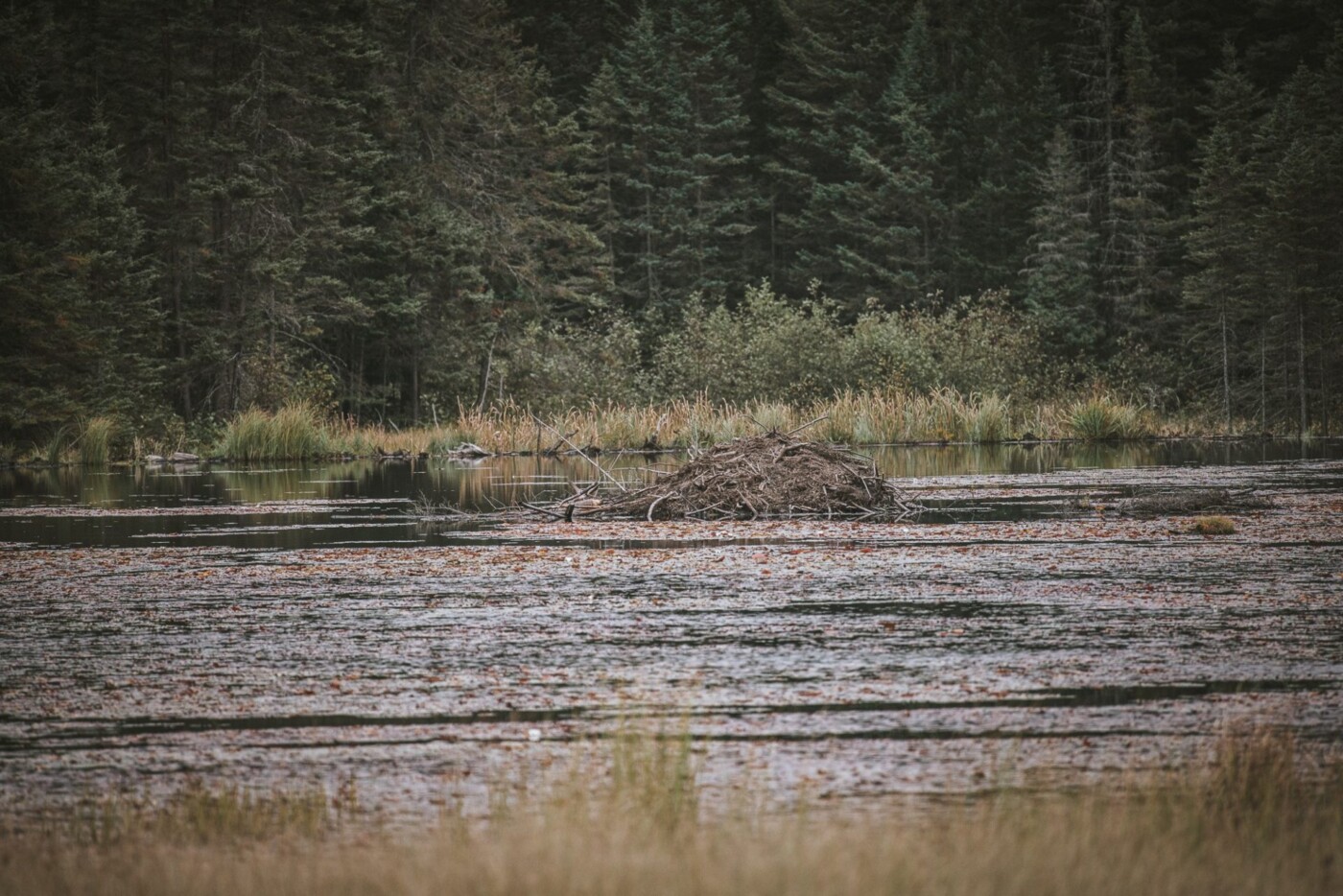 Canada Ontario Algonquin Provincial Park Beaver dam 06574