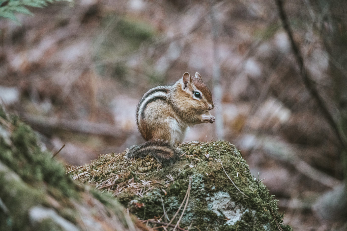 Canada Ontario Algonquin Provincial Park chipmunk 06582