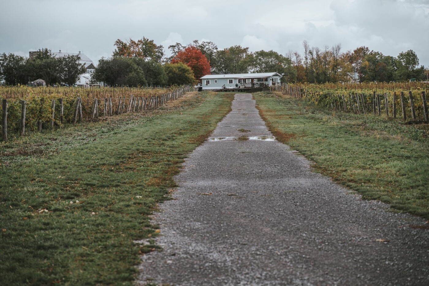 Prince Edward County wineries