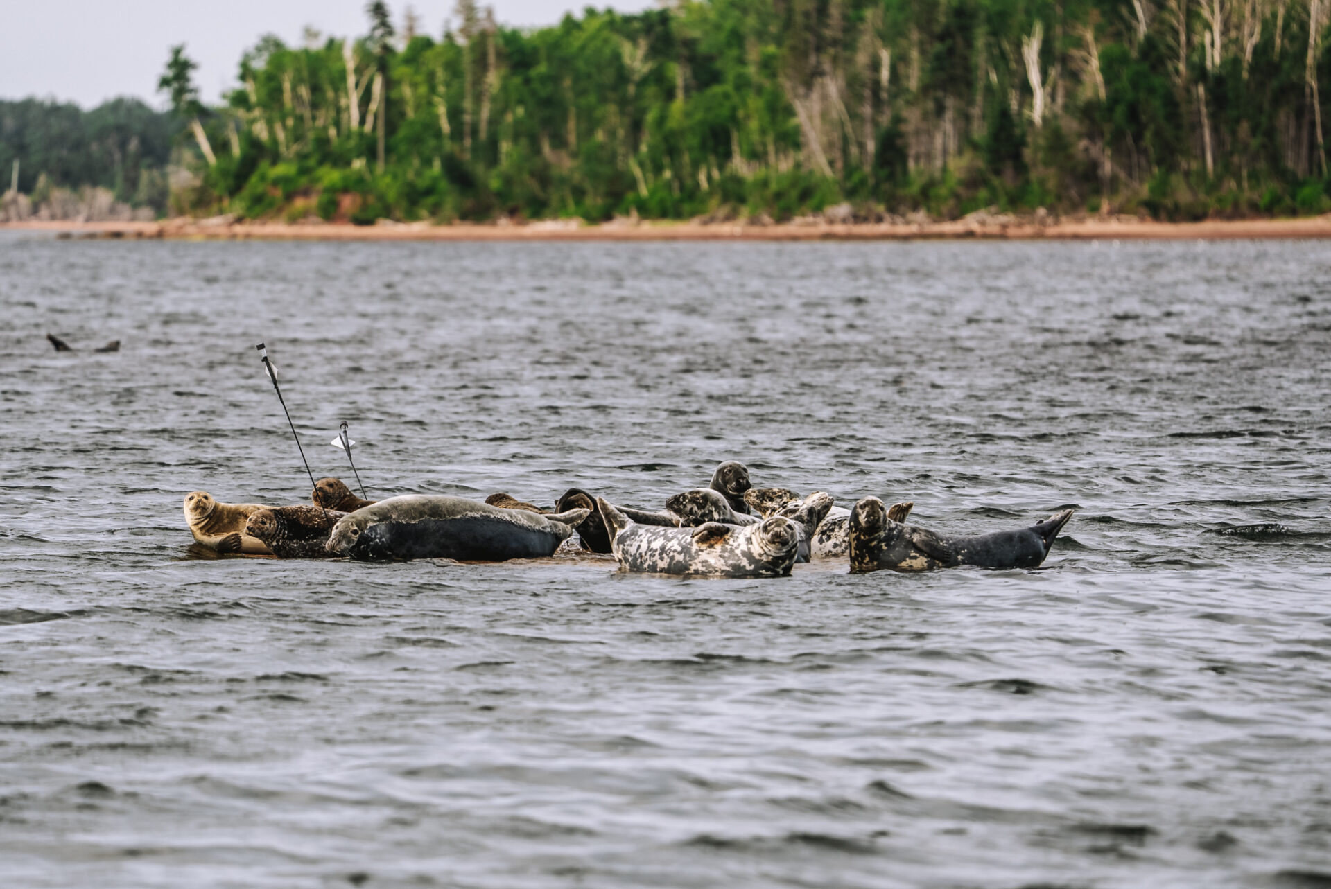 Canada PEI Tranquility Cove Adventures seals 01270