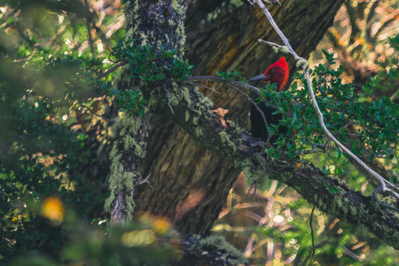 Male Magellanic Woodpecker searching for wood-boring grubs and beetles on a tree in Patagonia, Chile