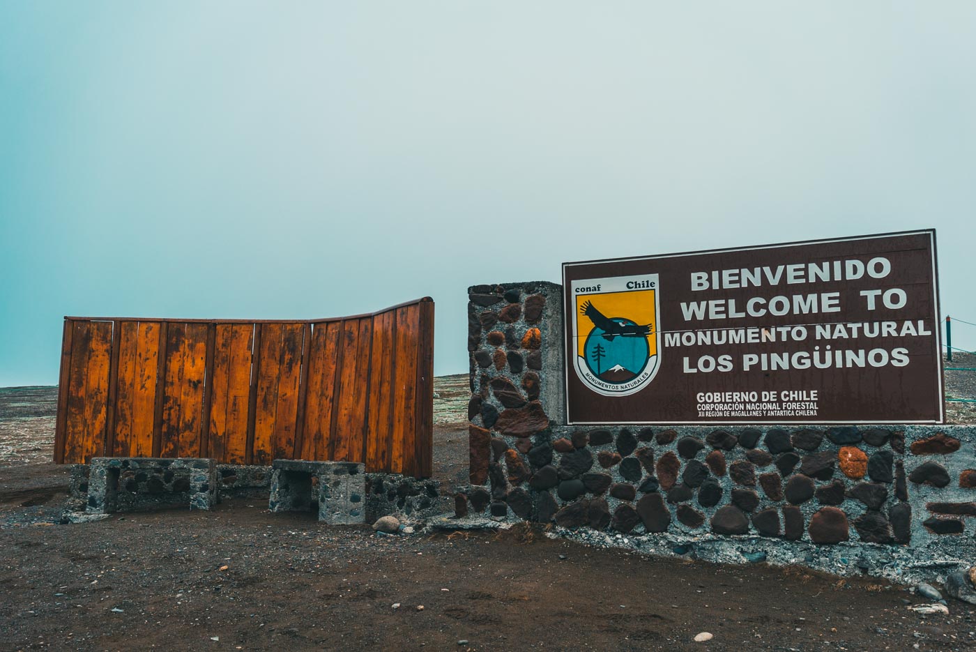 punta arenas penguin tour