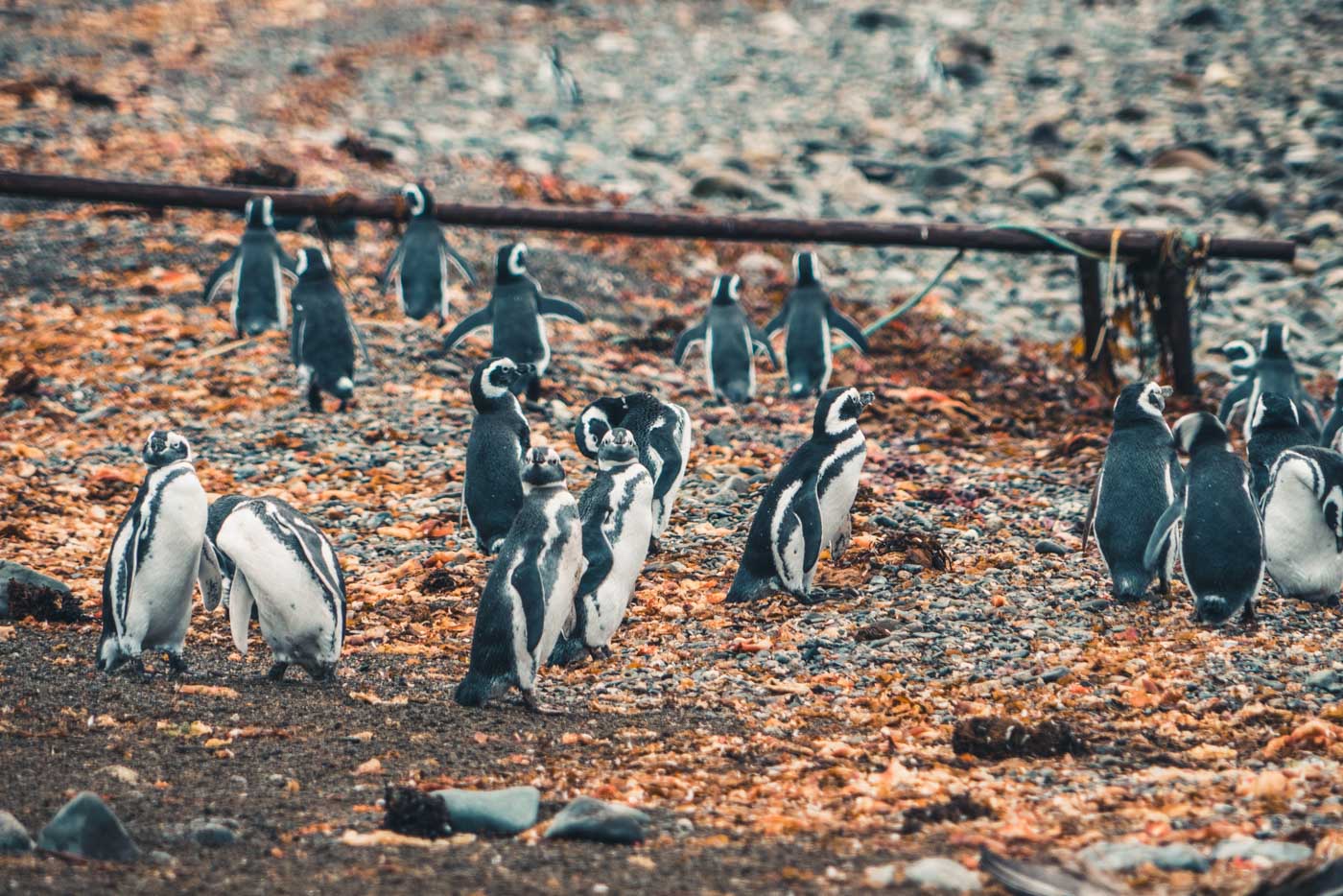 March Of The Penguins And The Roar Of Sea Lions In Punta Arenas, Chile