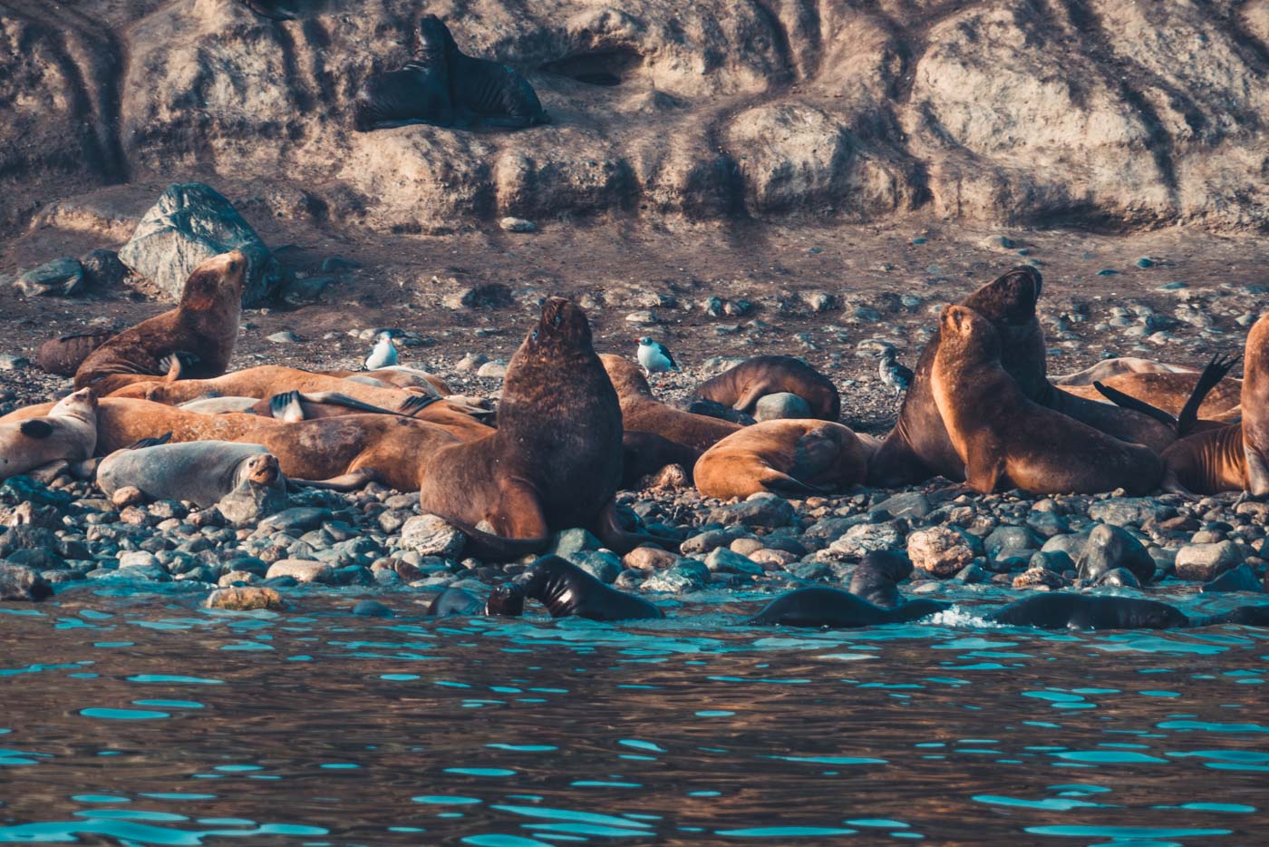 punta arenas penguin tour