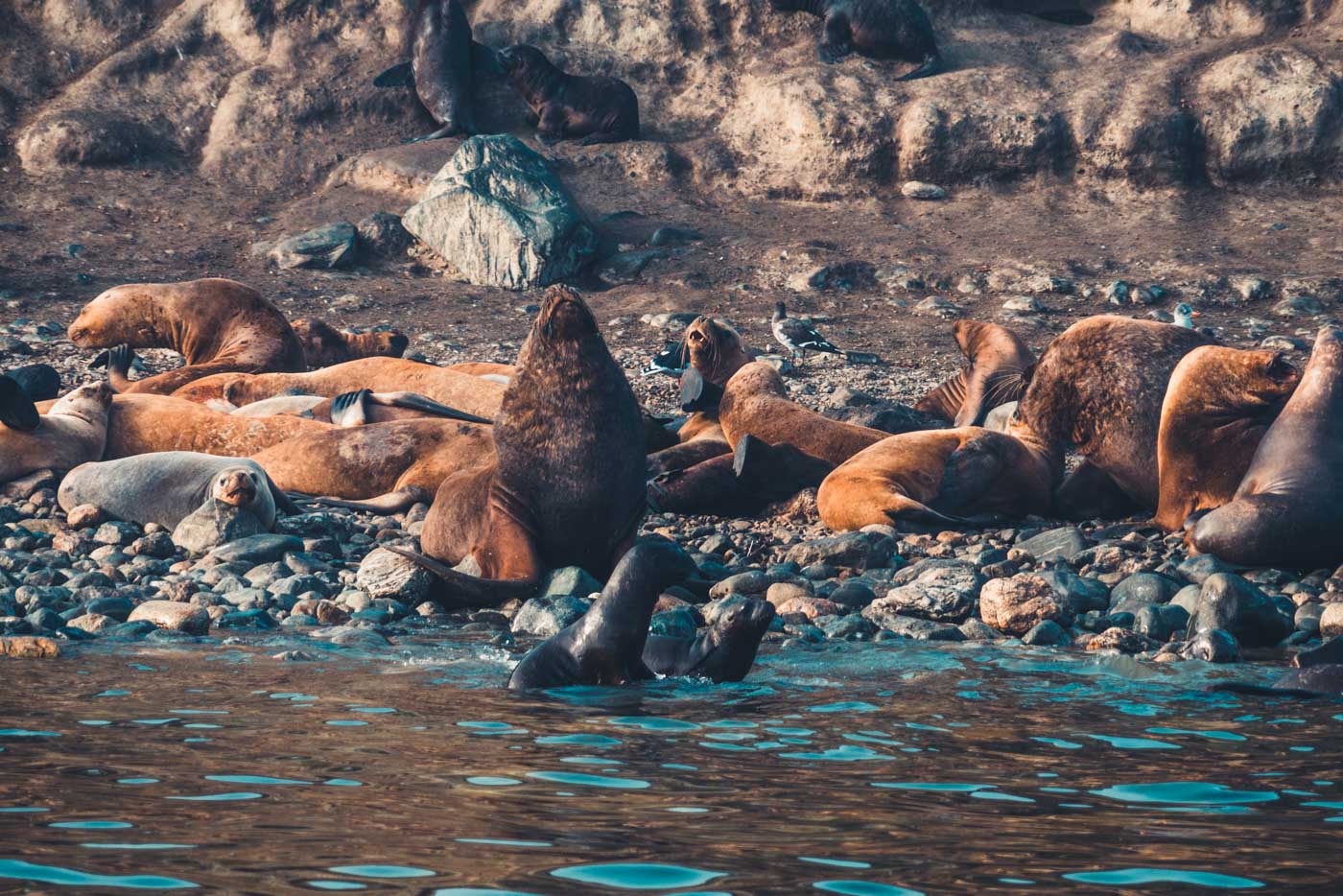 Chile Punta Arenas sea lions 8998