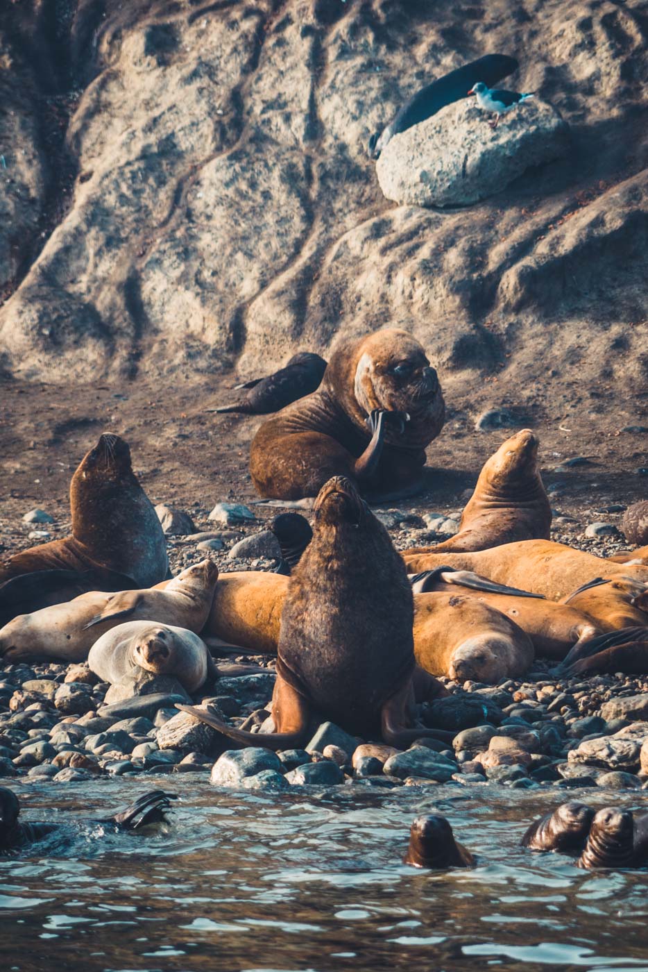 punta arenas penguin tour