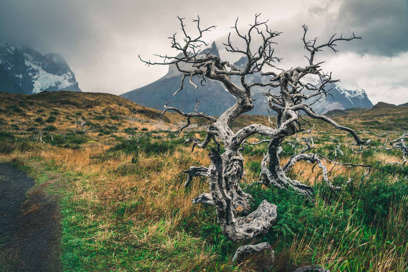 Torres del Paine W Trek Fire damaged tree in Torres del Paine National Park