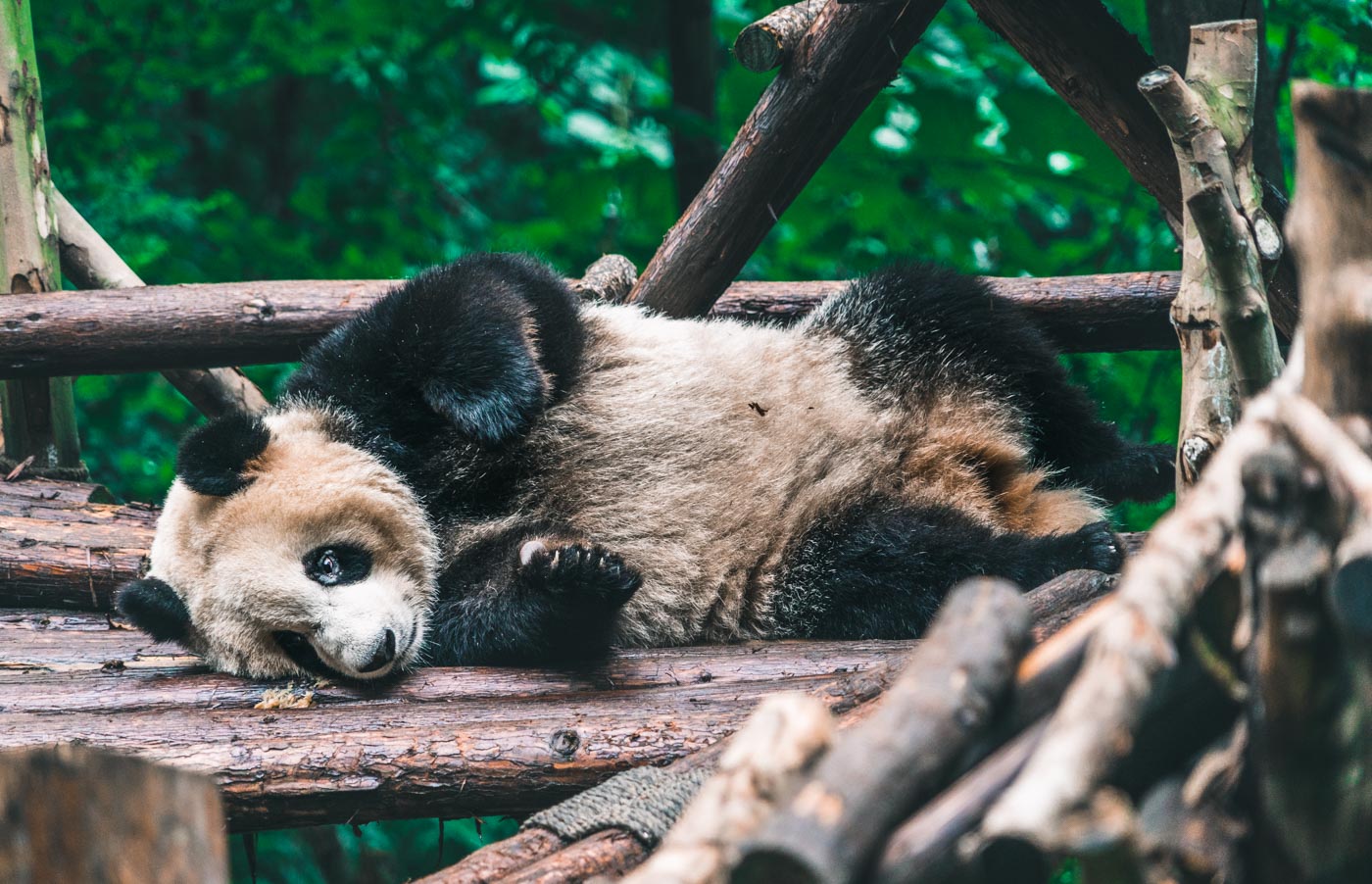 Pandas in Chengdu