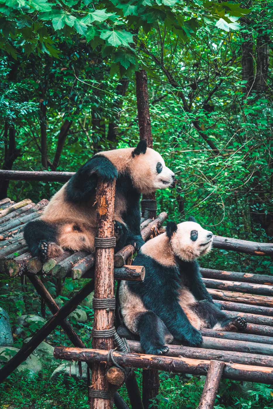 Pandas in Chengdu