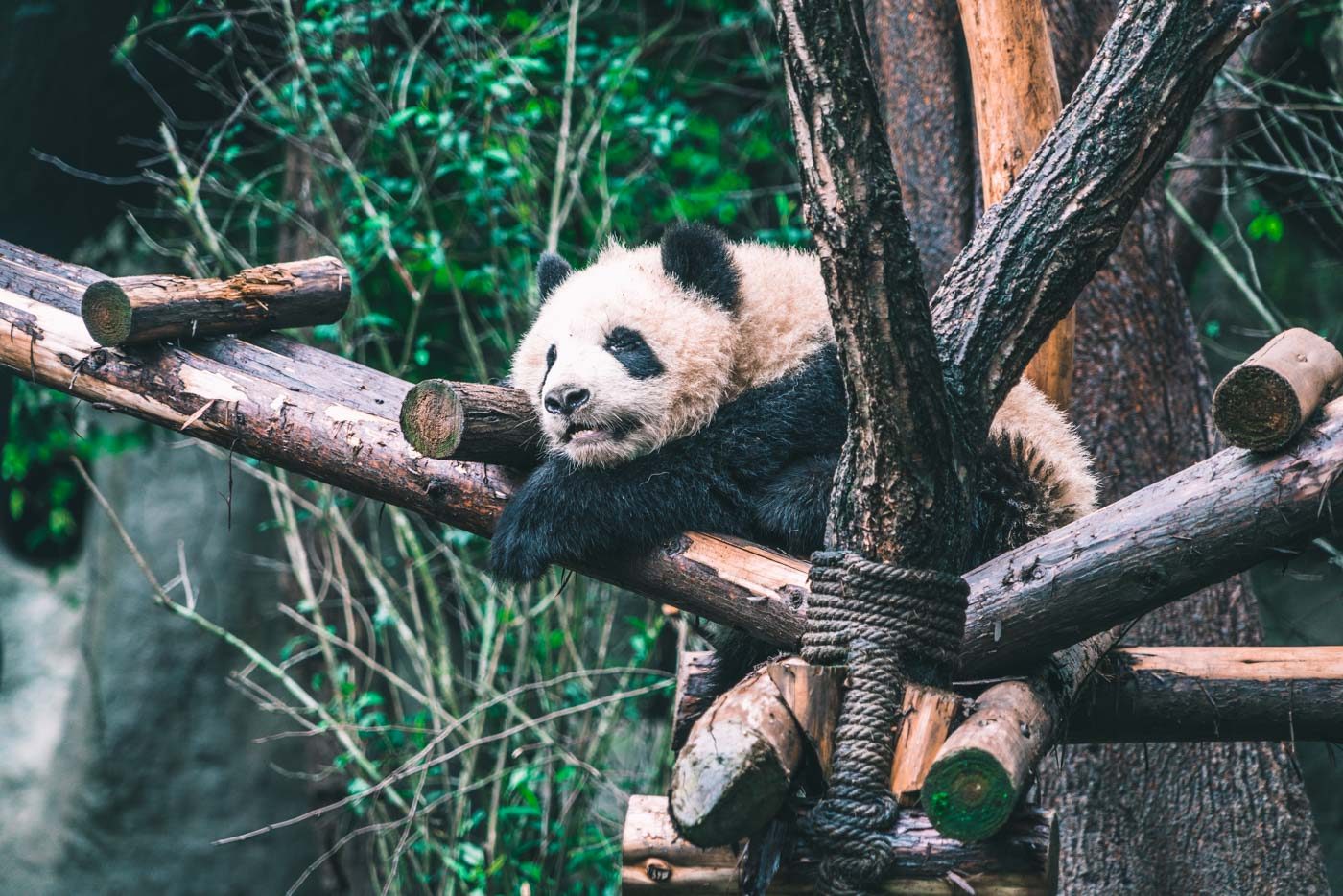 Pandas at the Chengdu Panda Research Base in Chengdu, China