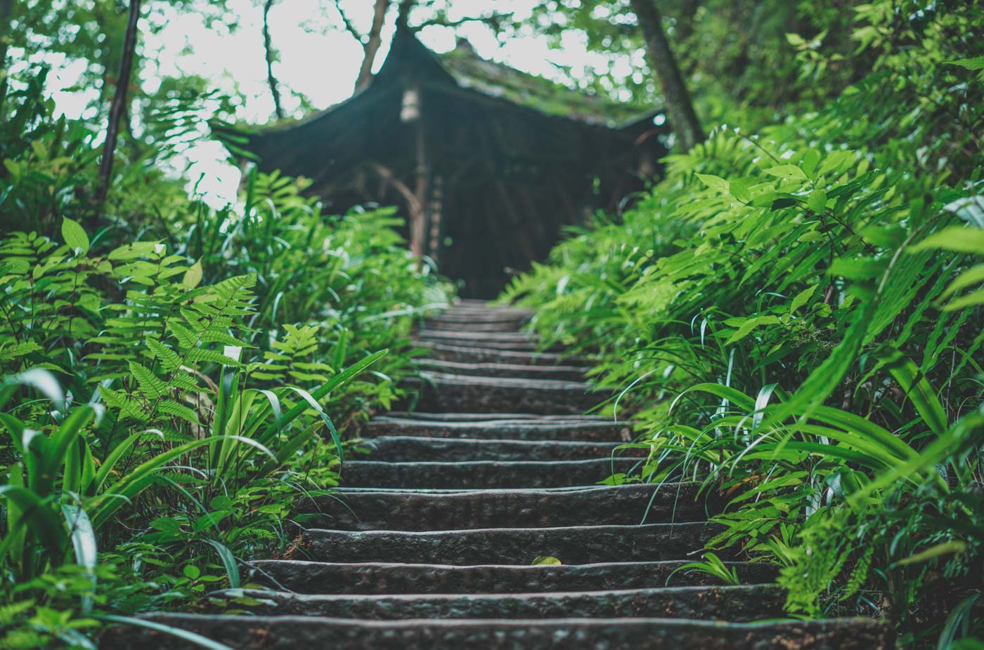 Green escape at Qingcheng Shan, outside of Chengdu, China