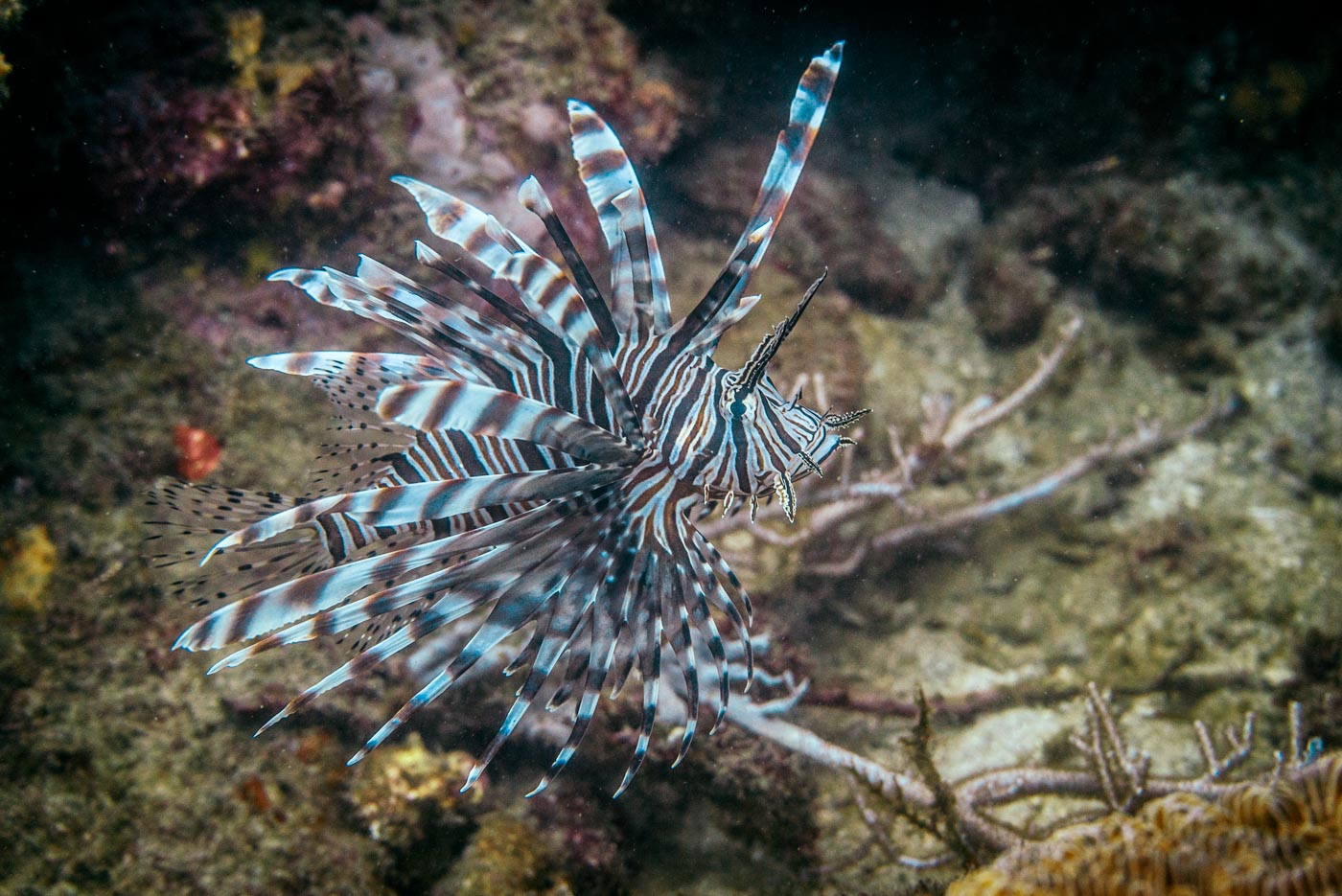 Colombia Tayrona Taganga diving 8507