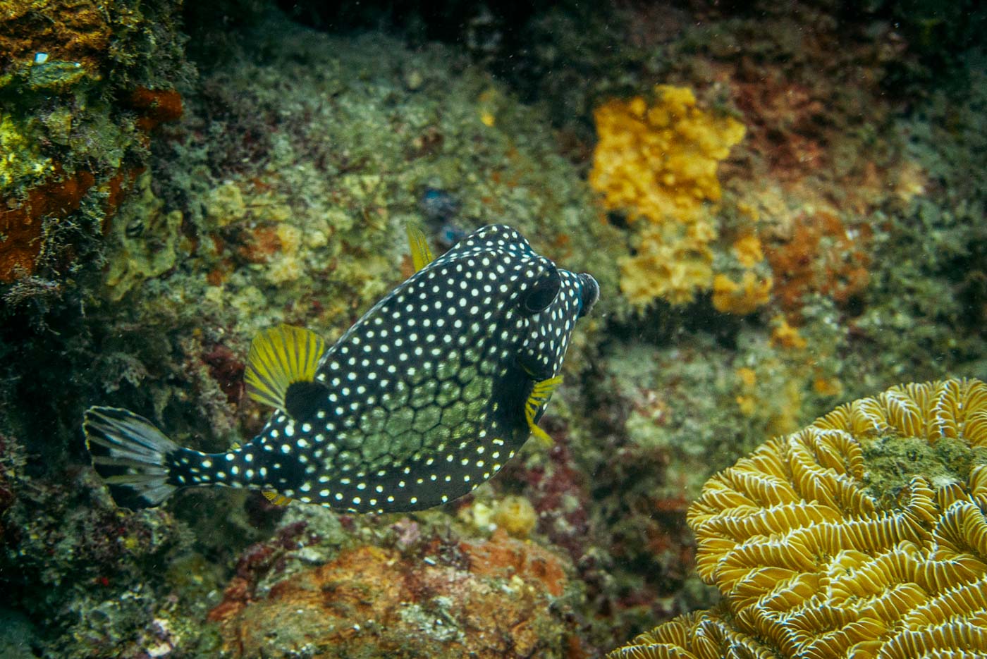 Colombia Tayrona Taganga diving 8524