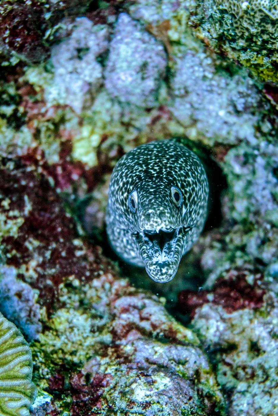 Colombia Tayrona diving 8476