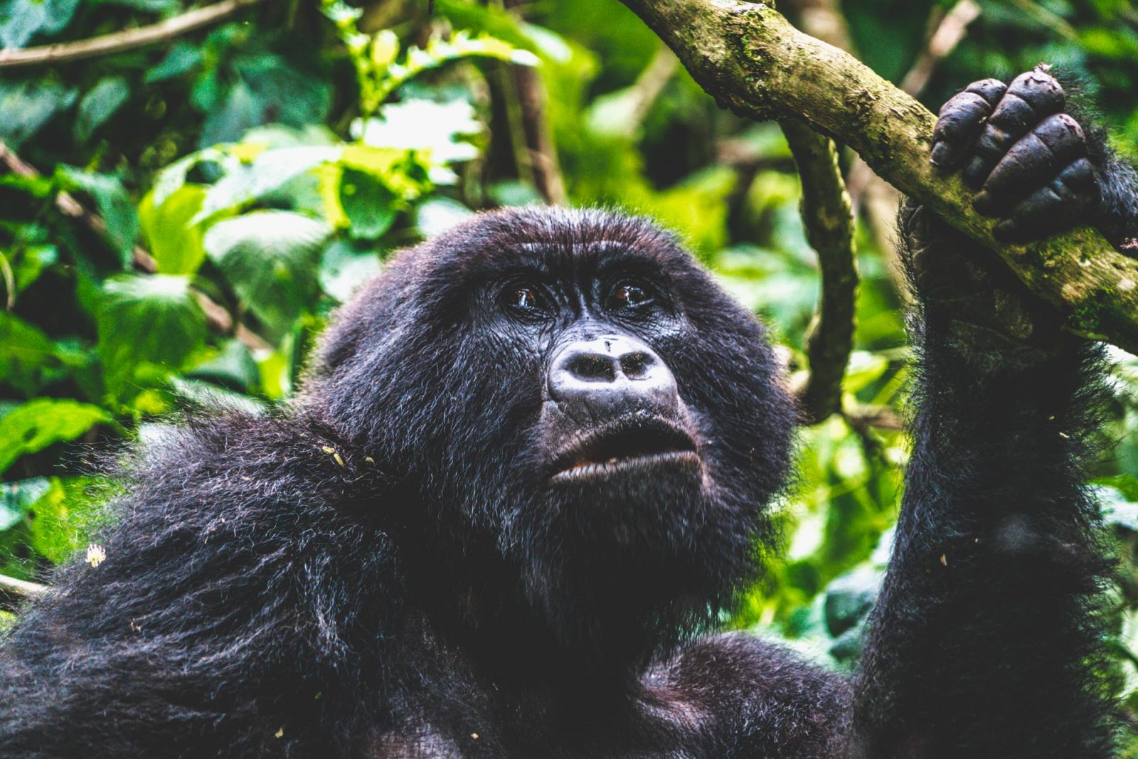 Congo Virunga mountain gorilla 5981